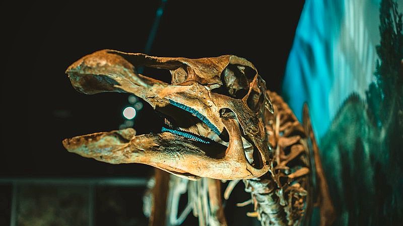 North Dakota fossil site - home improvement article image 2
