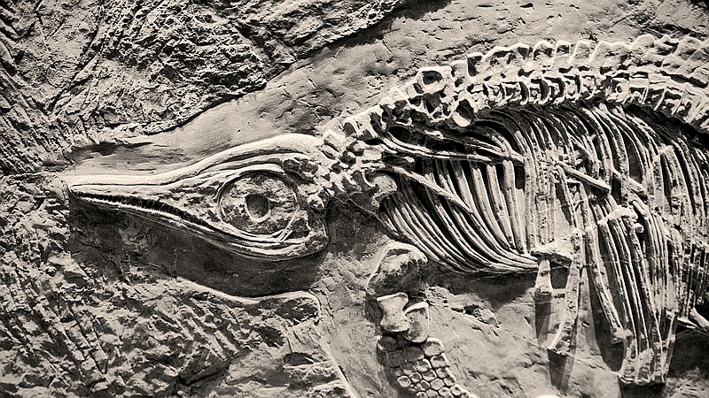 ostrich-like dinosaur fossil - home improvement article image 2