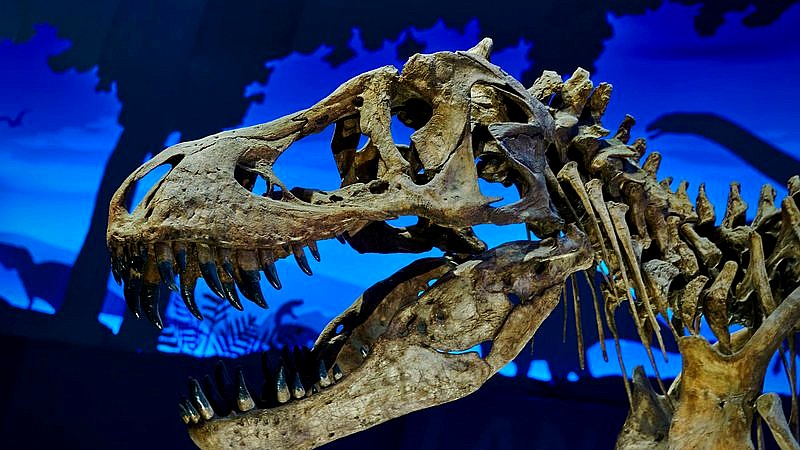 ostrich-like dinosaur fossil - home improvement article image 3