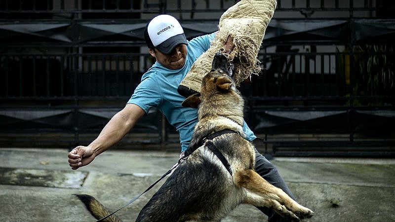 Chris Brown dog attack - lifestyle article image 2