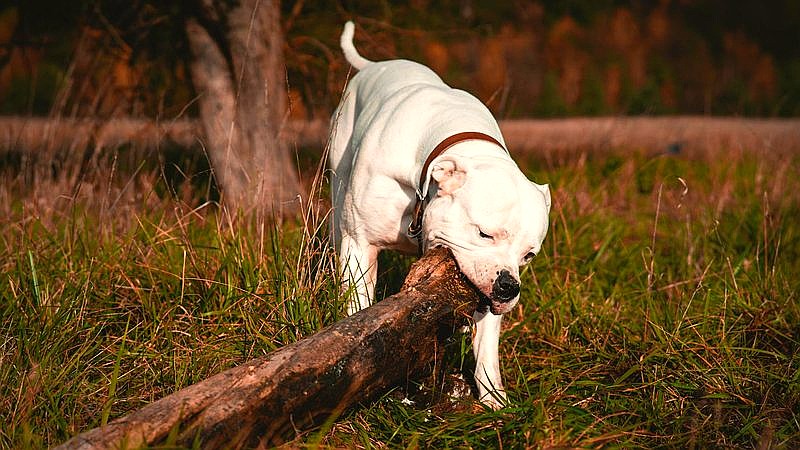 Chris Brown dog attack - lifestyle article image 3