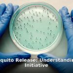 Google mosquito release - health article image 1