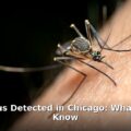 West Nile virus Chicago - health article image 1