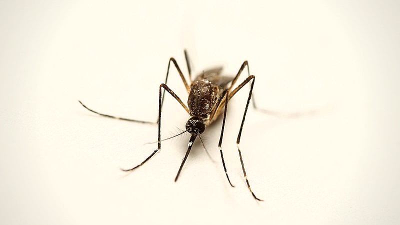 West Nile virus Chicago - health article image 2
