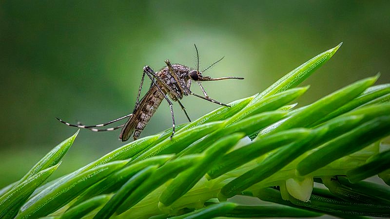 West Nile virus Chicago - health article image 3