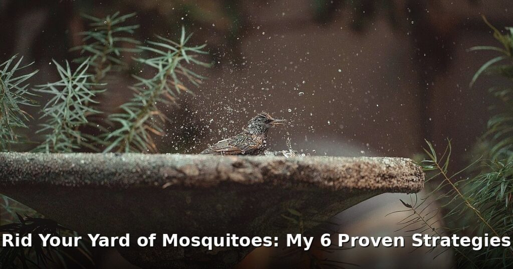 rid your yard of mosquitoes - health article image 1