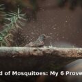 rid your yard of mosquitoes - health article image 1