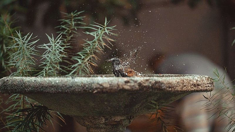 rid your yard of mosquitoes - health article image 3