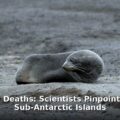 baby seal deaths - health article image 1