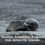 baby seal deaths - health article image 1