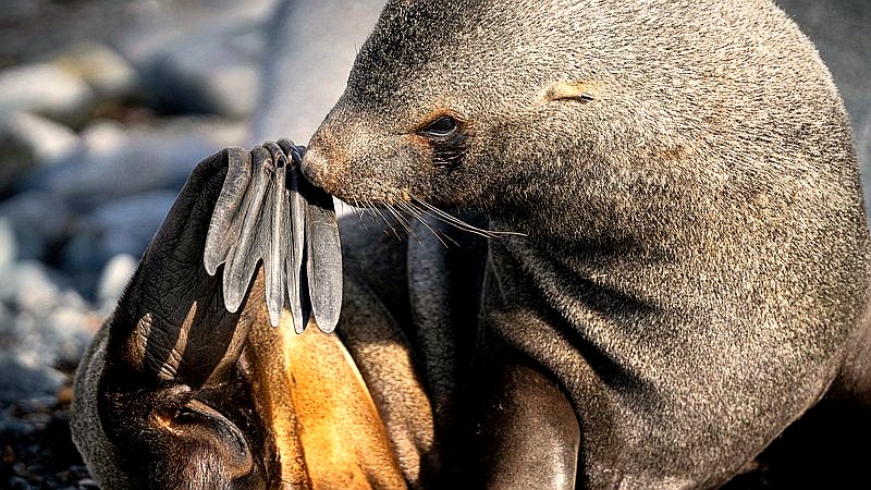 baby seal deaths - health article image 2