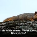 zombie squirrels - health article image 1
