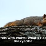 zombie squirrels - health article image 1