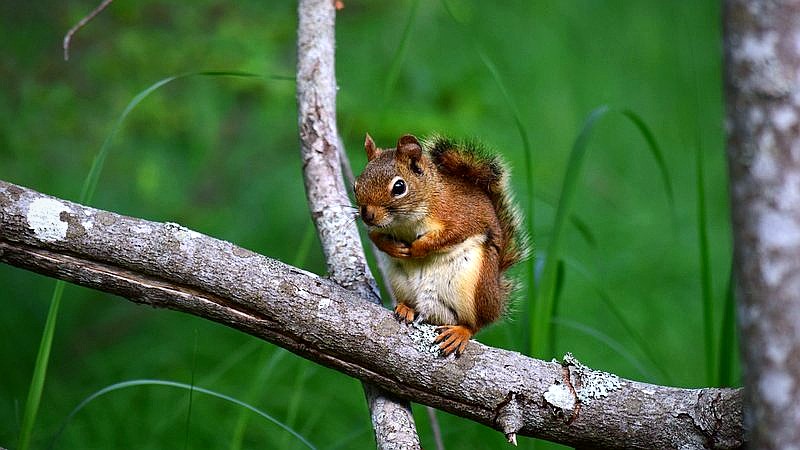 zombie squirrels - health article image 2