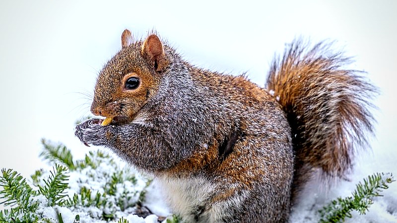 zombie squirrels - health article image 3