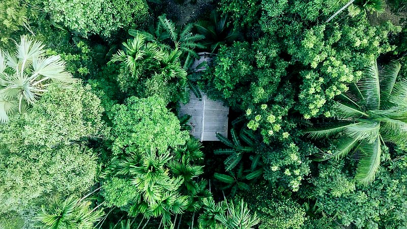 Earth's tree count - home improvement article image 2