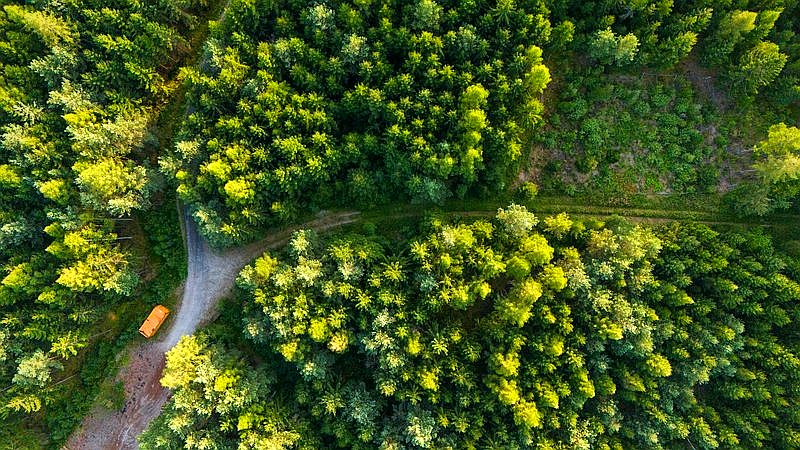 Earth's tree count - home improvement article image 3