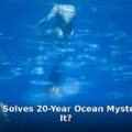 hairy frogfish mystery - home improvement article image 1