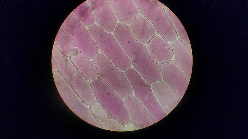 Y chromosome loss - home improvement article image 3