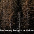 Oregon honey fungus - home improvement article image 1