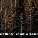 Oregon honey fungus - home improvement article image 1
