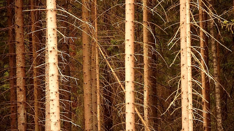 Oregon honey fungus - home improvement article image 3