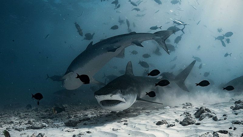 Greenland shark age - home improvement article image 3