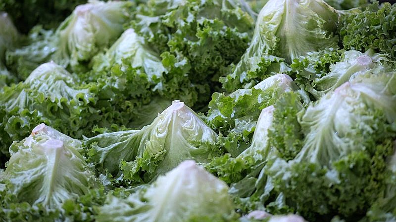 Taylor Farms iceberg lettuce recall - finance article image 3