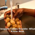 Maryland Cyclospora cases - health article image 1