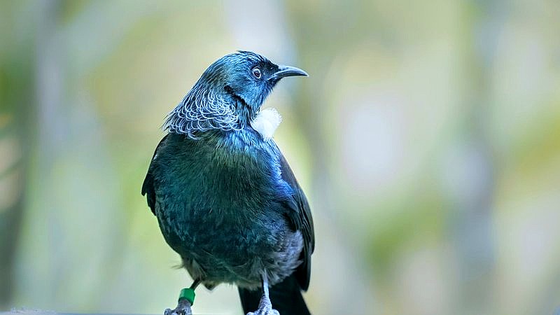 New Zealand bird flu - health article image 2