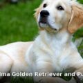 patient Golden Retriever - health article image 1