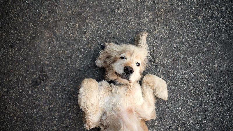 patient Golden Retriever - health article image 2