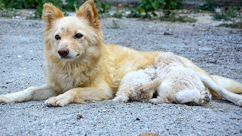patient Golden Retriever - health article image 3