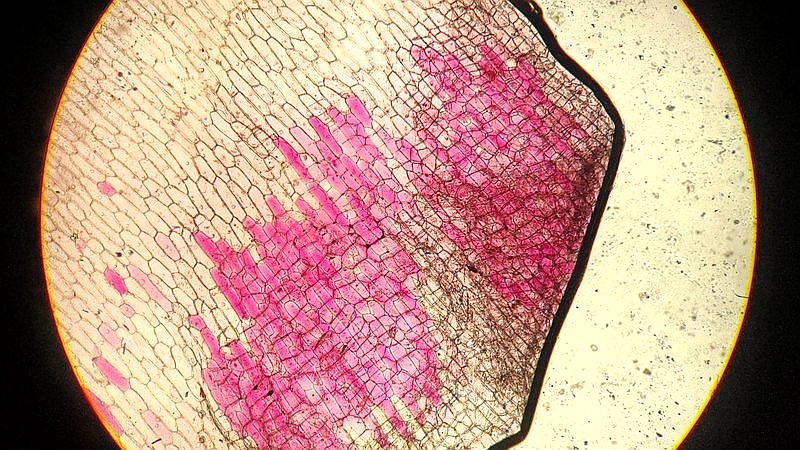 synthetic cell research - home improvement article image 3