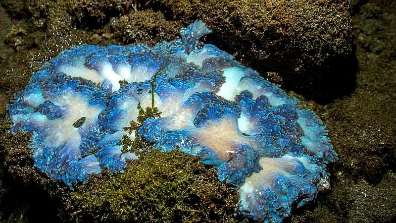 invisible gold seafloor - home improvement article image 3