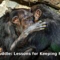 great apes kiss and cuddle - home improvement article image 1