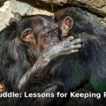 great apes kiss and cuddle - home improvement article image 1