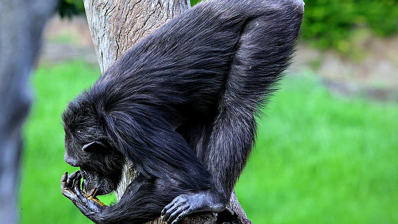 great apes kiss and cuddle - home improvement article image 2