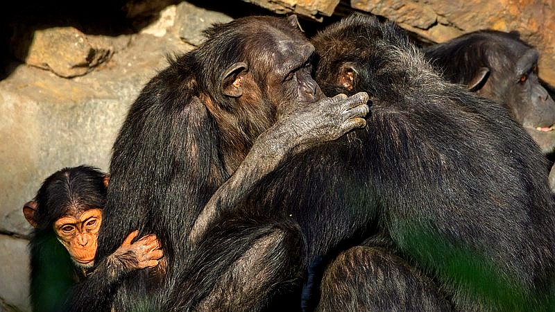 great apes kiss and cuddle - home improvement article image 3