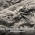 earliest snakes - home improvement article image 1