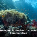 living coral communities - home improvement article image 1