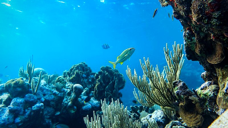 living coral communities - home improvement article image 2