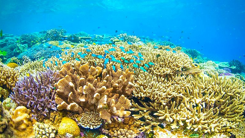 living coral communities - home improvement article image 3