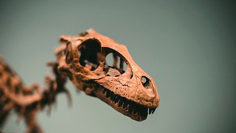 saber-toothed cats - home improvement article image 2