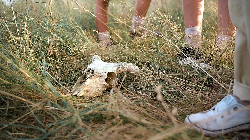 saber-toothed cats - home improvement article image 3