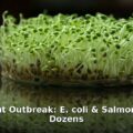 alfalfa sprout outbreak - finance article image 1
