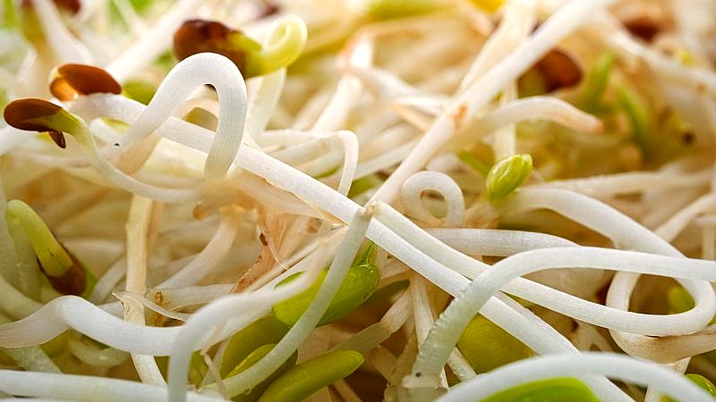 alfalfa sprout outbreak - finance article image 2