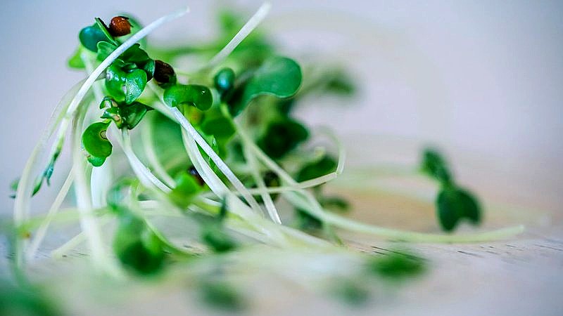 alfalfa sprout outbreak - finance article image 3