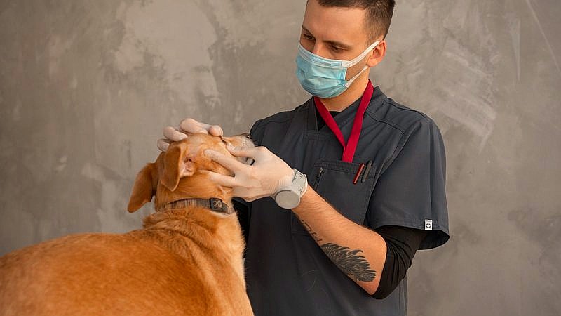 flea-borne typhus outbreak - health article image 2
