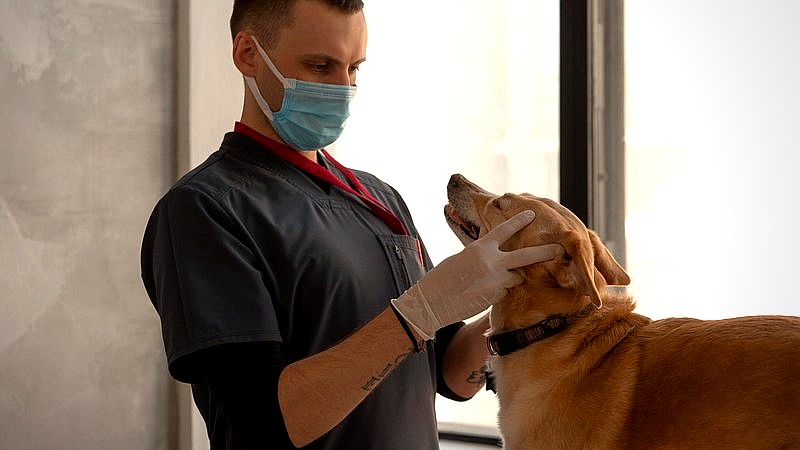 flea-borne typhus outbreak - health article image 3